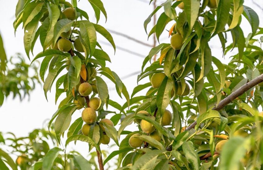 késői érésű őszibarack fajták